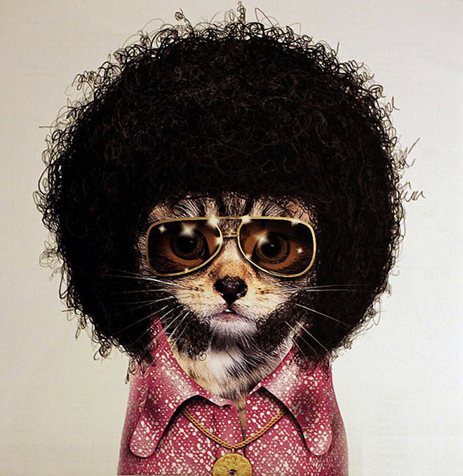 DISCO - Dog Disguisefamous person faces celebrity animal funny